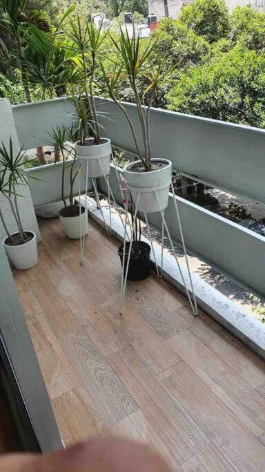 Cozy In Condesa's Heart ! Appartement